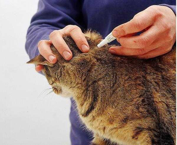 Онкологическое уплотнение у кошки, жировики и шишки у кошек и собак. грыжи. как отличить от опухоли?