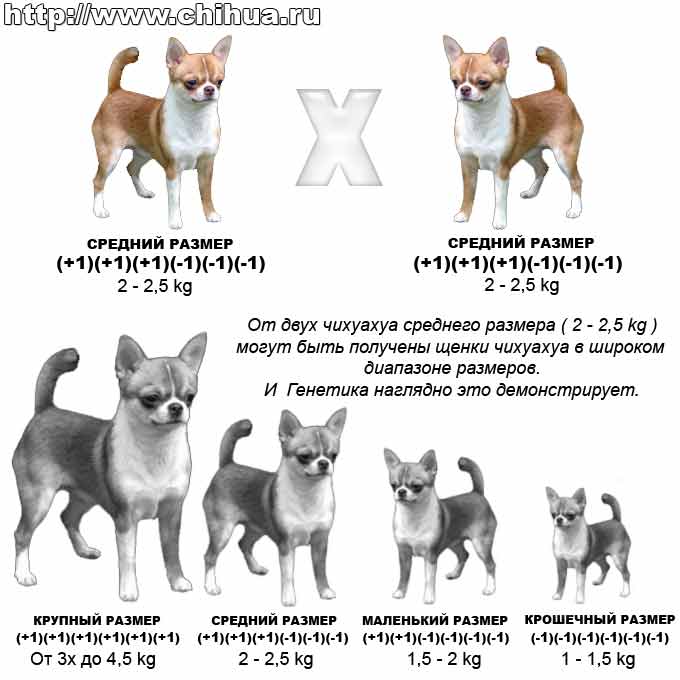 Той терьер собака. описание, особенности, уход и цена той терьера | sobakagav.ru