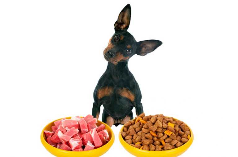 Натуральное питание для собак: правильное, сбалансированное, для мелких, средних и крупных пород