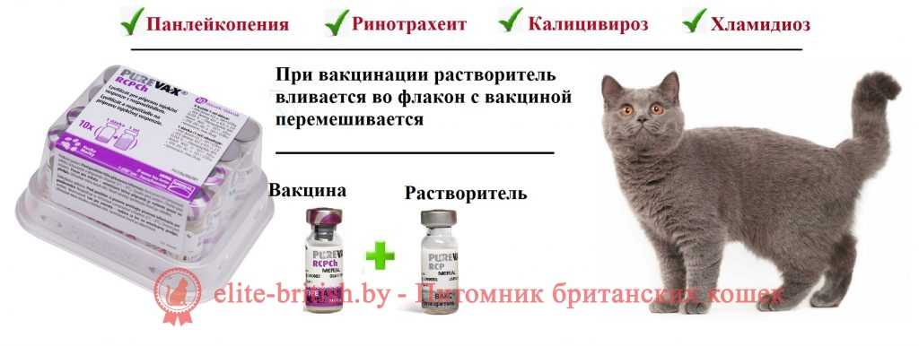 Когда и какие делать прививки кошкам — правила проведения прививок