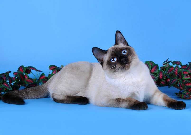 Тайская кошка - характер породы и описание