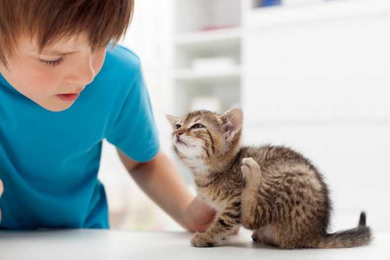 Можно ли мыть кошку хозяйственным мылом, дегтярным, детским, обычным?