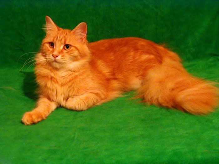 Рыжий кот в вашем доме: приметы - кошка – отличный талисман
