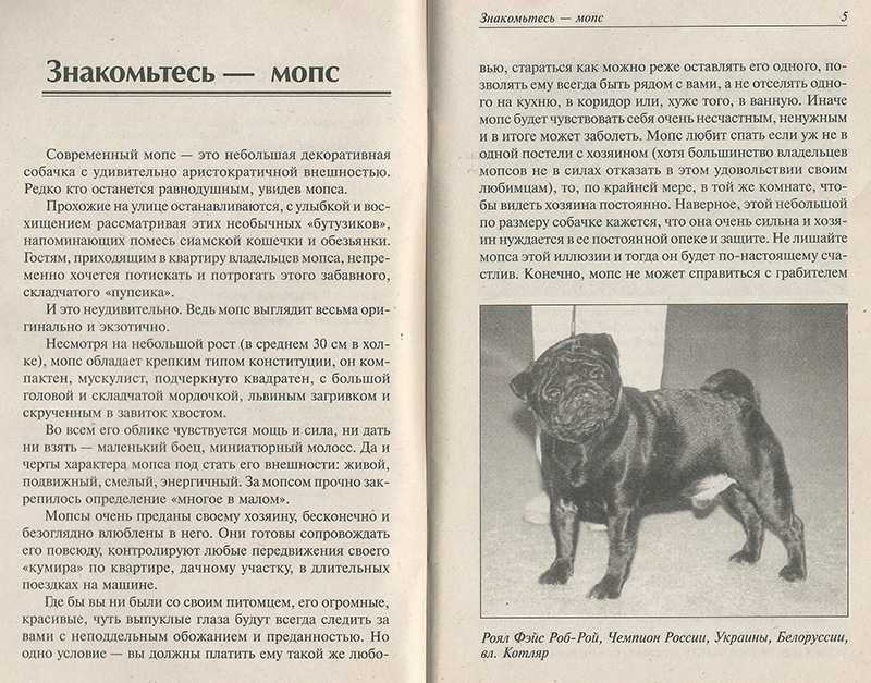 Мопс 🐶 фото, описание, характер, факты, плюсы, минусы собаки ✔