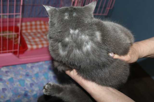 Болячки у кошки на шее - «айболит плюс» - сеть ветеринарных клиник