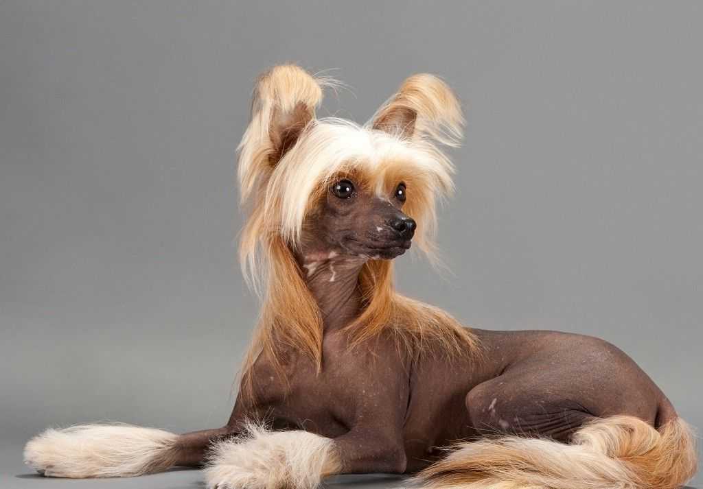 Китайская хохлатая собака - описание породы с отзывами, фото и видео