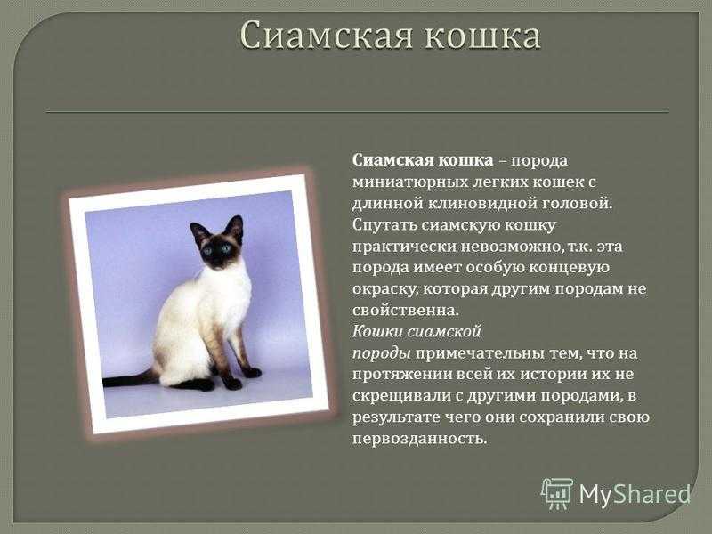 Рэгдолл (142 фото): внешний вид кошки, характер, цена, описание породы, болезни, интересные факты