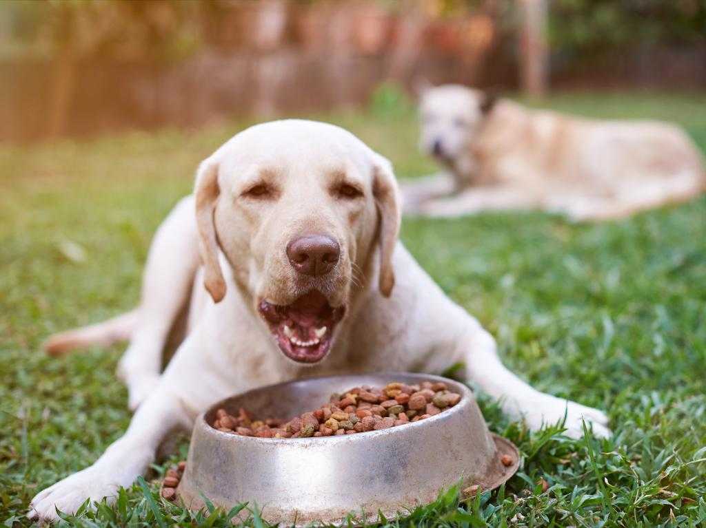 Чем кормить щенка чтобы набрал массу