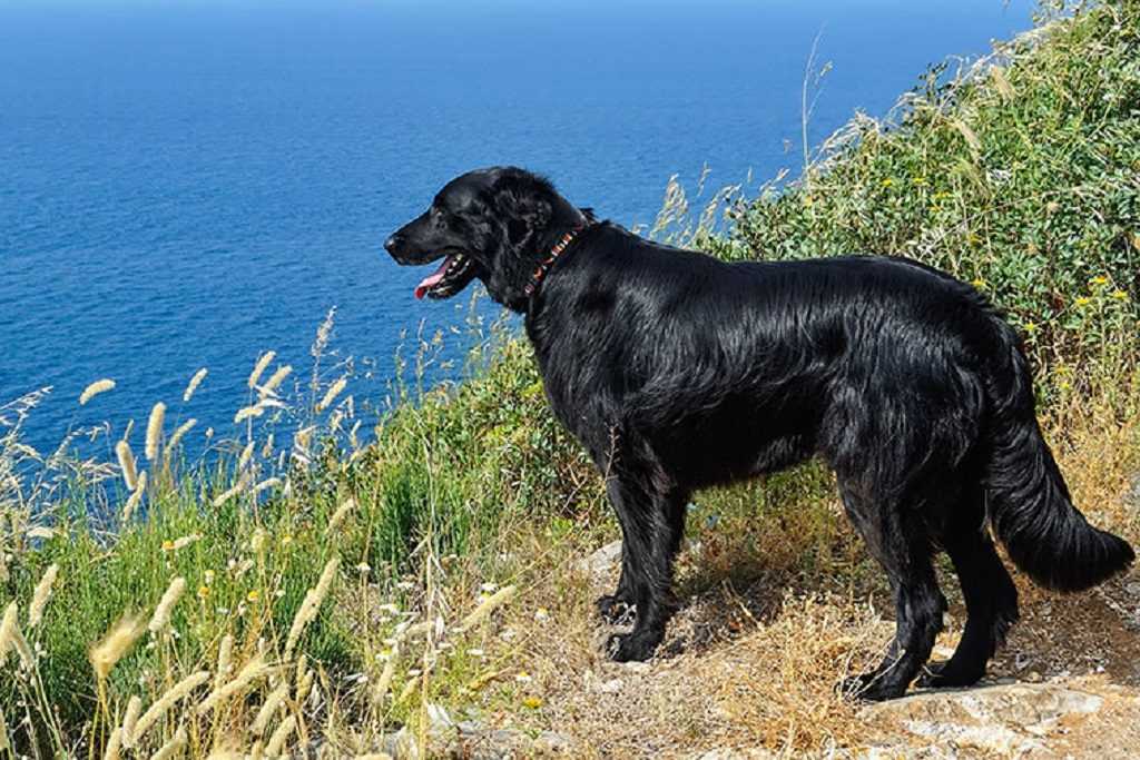 Лабрадор-ретривер: описание породы, характер собаки и щенка, фото, цена