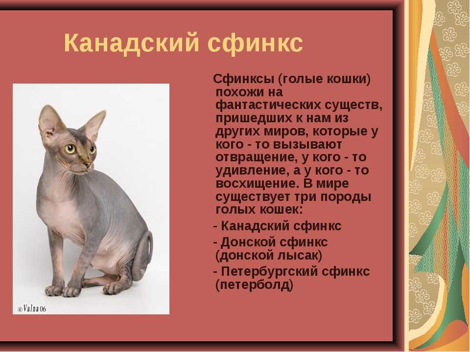Канадский сфинкс: фото и описание представителей породы, характер кошки, особенности содержания