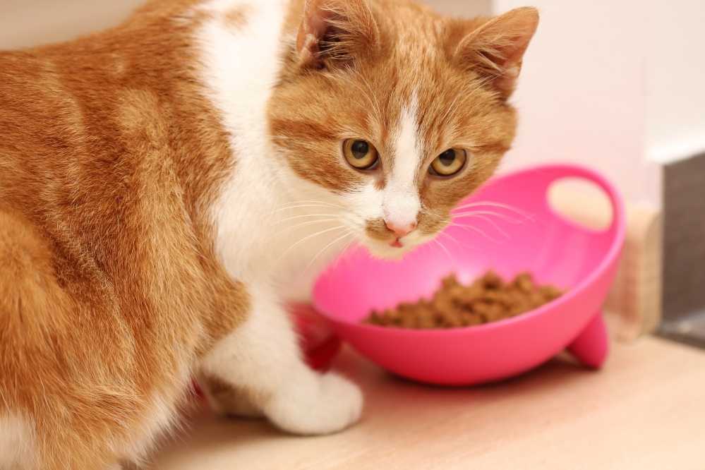 Диета кота до и после кастрации имеет существенные отличия. Можно ли кастрированному коту давать рыбу Меню животного должно быть сбалансировано по содержанию белков, витаминов.