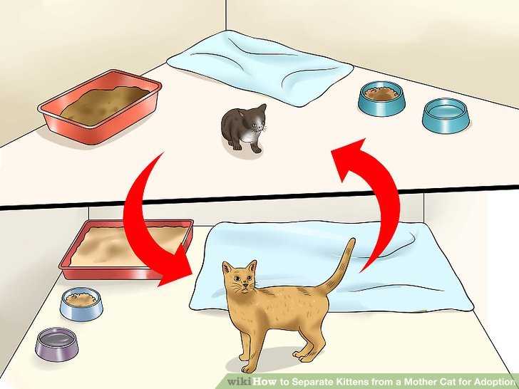 Как приучить кота к новому месту жительства? правила адаптации питомца