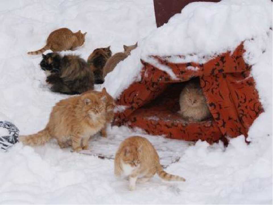 Мерзнут ли кошки зимой на улице, и способна ли густая шубка защитить их мороза и холодов Ведь питомцы, привыкшие к прогулкам на свежем воздухе, требуют