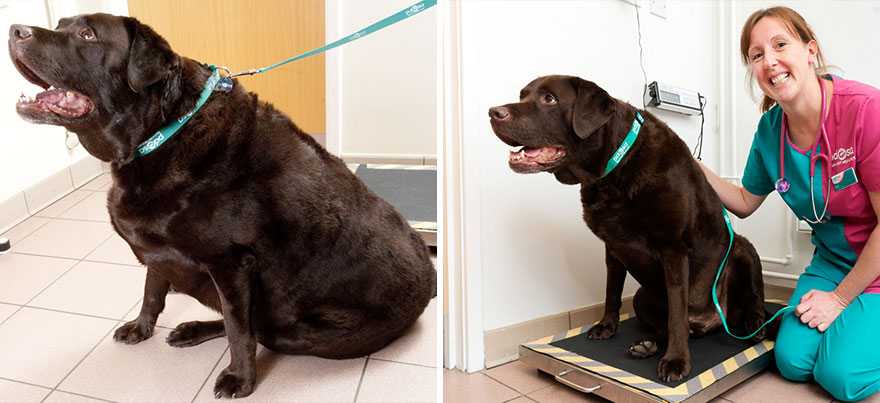 Лишний вес у собаки, как его распознать и как с ним бороться -