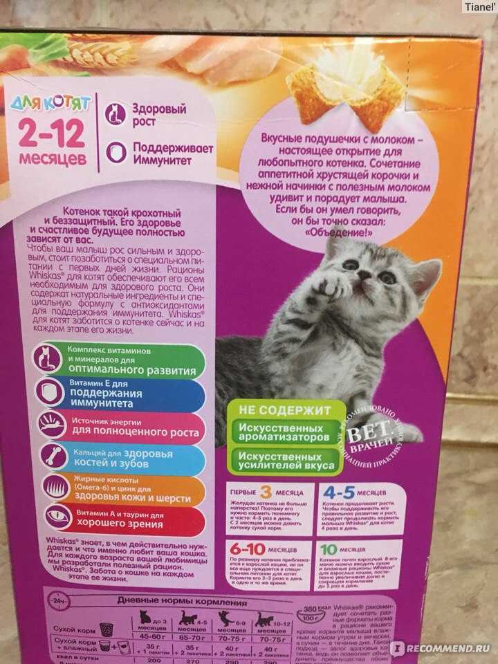 Чем кормить беременную и кормящую кошку