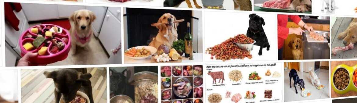 Можно ли собаке кашу: виды крупяных блюд, полезные и вредные каши, как кормить