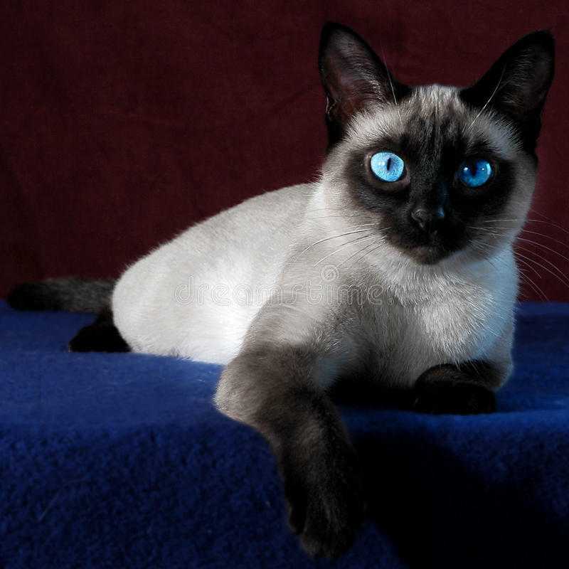 Сиамская кошка (120 фото): обзор породы, интересные факты, внешний вид, цена котят, что едят, сколько живут, повадкий