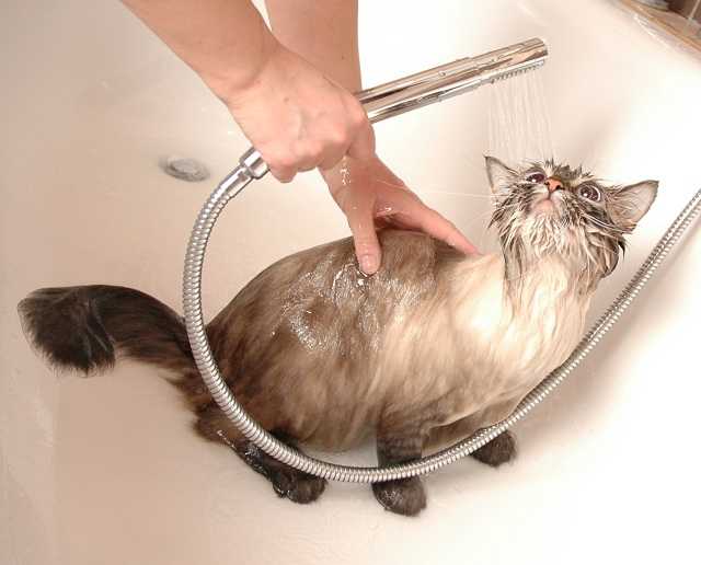 Простые способы как правильно очистить кошку и остаться в живых