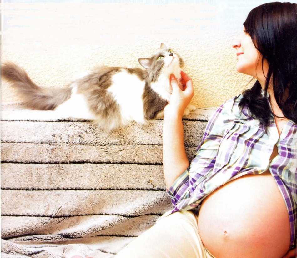 Чувствуют ли кошки беременность хозяйки