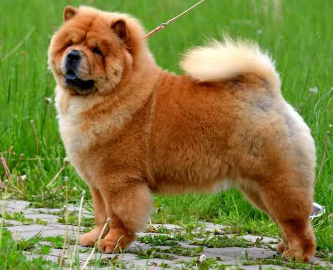 Чау-чау — характеристика породы, история, особенности ухода за собаками