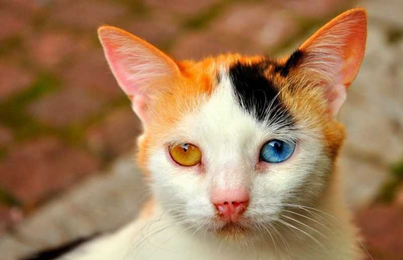 4 породы белых кошек с разноцветными глазами