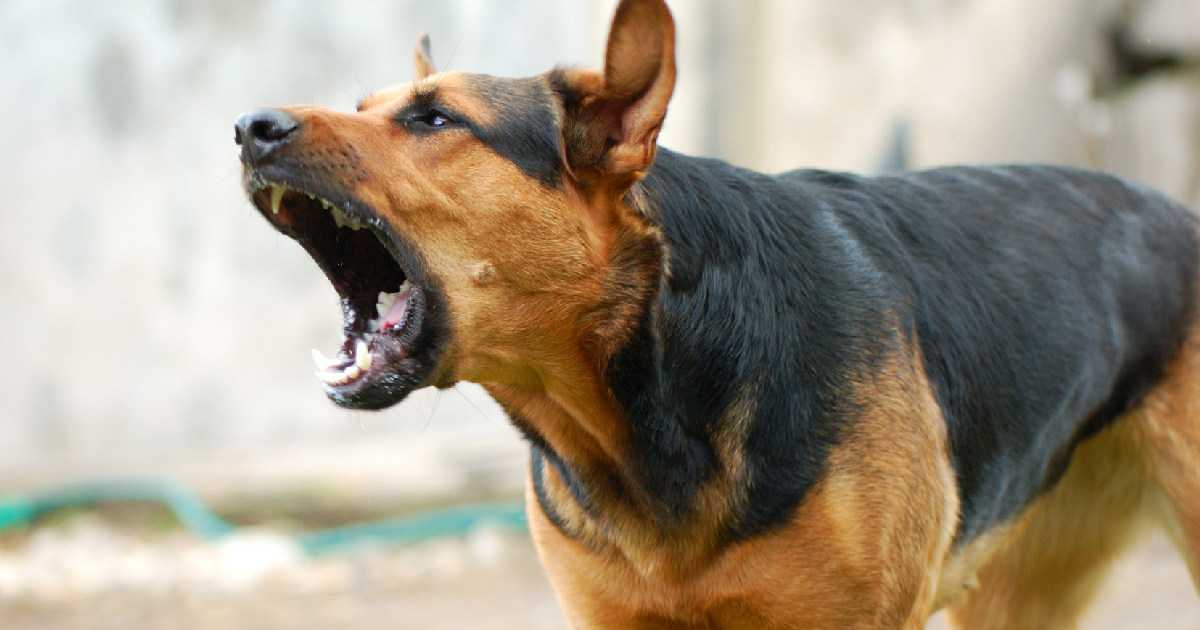Агрессия собак. ветклиника "зоостатус"