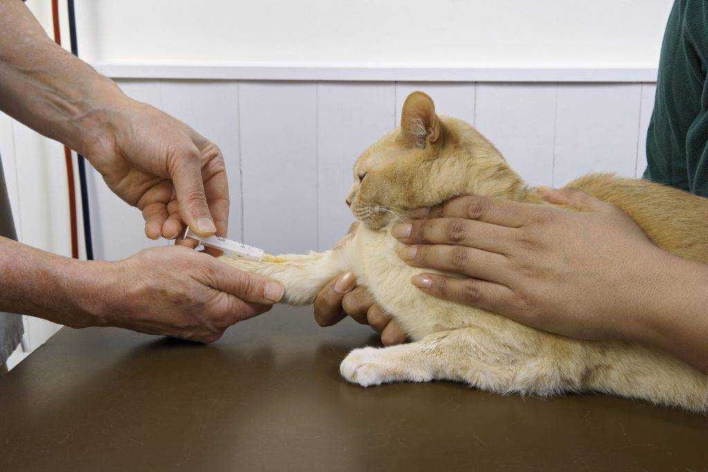 Гемобартенелез у кошек