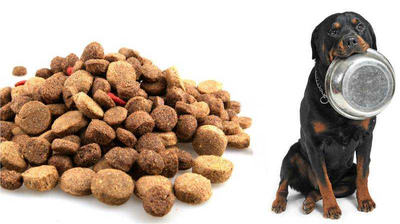 Как приучить собаку есть сухой корм?