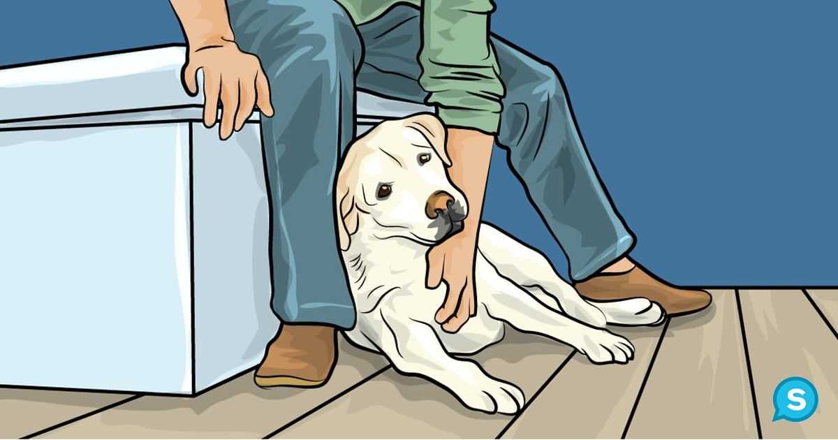 Лечение собак в домашних условиях