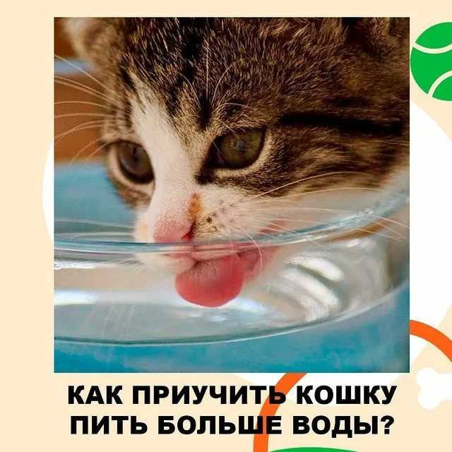 Почему кошка не пьет