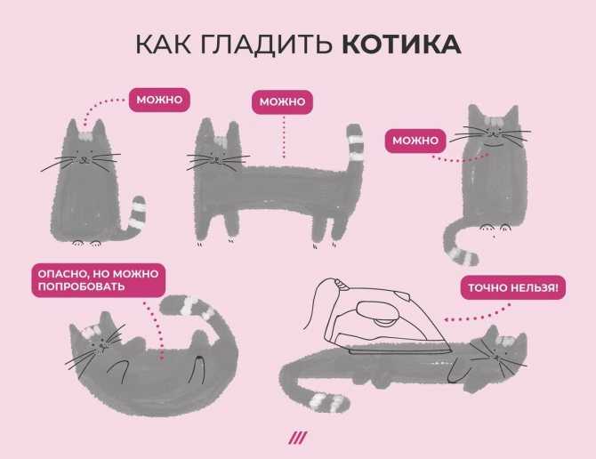Герпесвирус у кошек