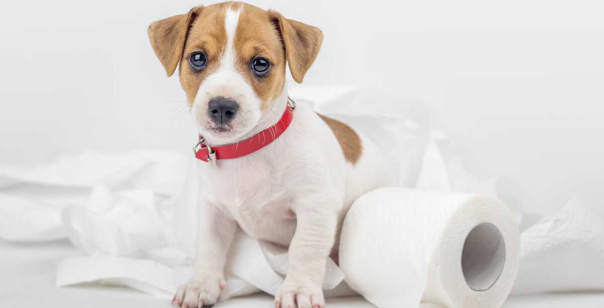 Как приучить щенка к пеленке в 1,2,3 месяца: быстрые и эффективные способы