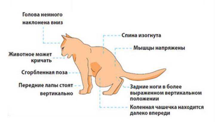 Послеродовое состояние кошки: особенности ухода в первые дни после окота