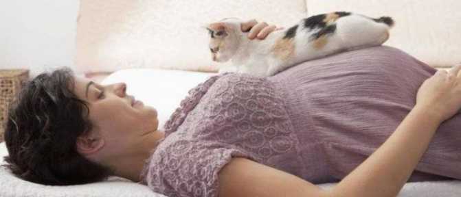 Чувствует ли кошка беременность хозяйки