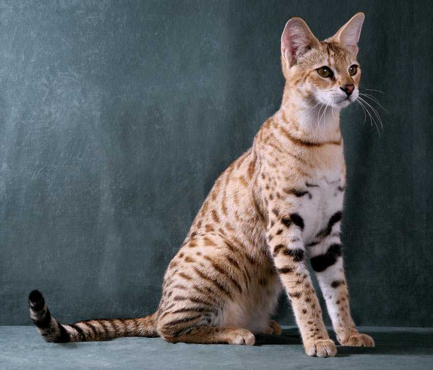 Лучшие породы кошек для детей по версии сайта «ваши питомцы»