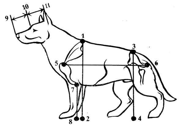 Как измерить рост собаки в холке правильно
