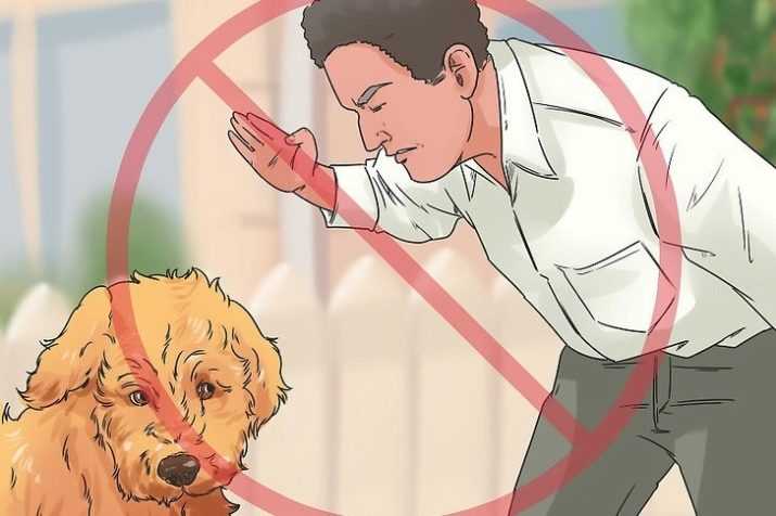 Почему нельзя бить собак - как правильно воспитать