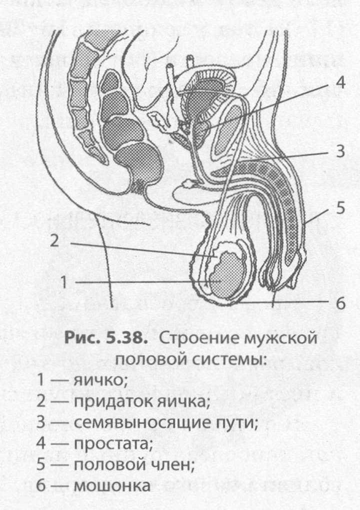 Органы мужской половой системы рисунок. Строение мужского органа анатомия. Внутренне строение мужской половой системы схема. Строение мужского полового члена анатомия. Наружное строение полового члена анатомия.