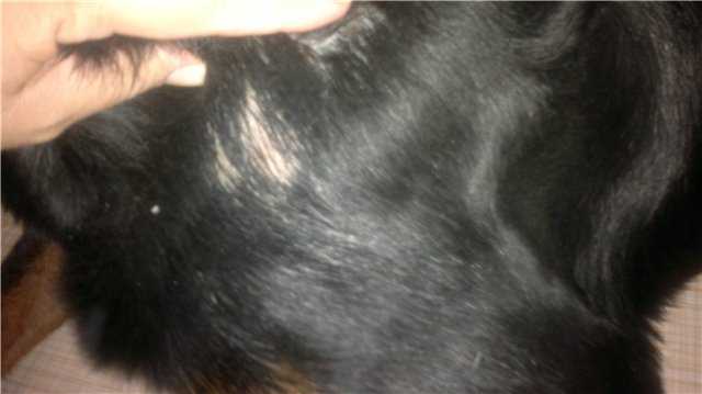 У собаки выпадают волосы. Проплешины у собаки на спине. Залысина на голове собаки.