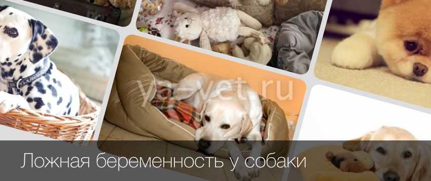 Ложная беременность у собак  - признаки, лечение ложной щенности в москве. ветеринарная клиника "зоостатус"