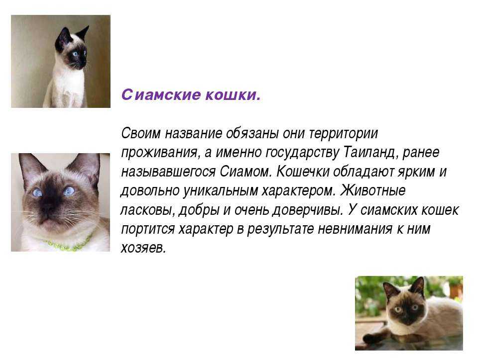 Пушистая сиамская кошка - порода, название, фото