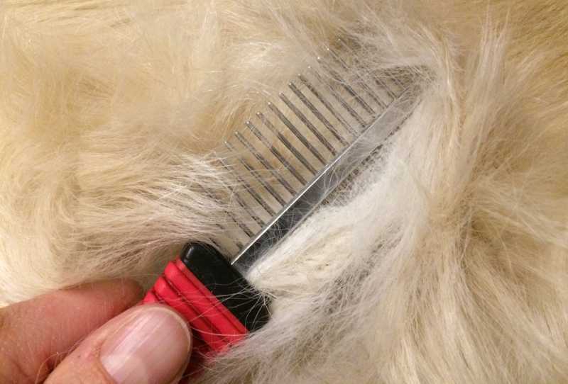 Какой должна быть шерсть мопса — причины сильной линьки и правильный уход за собакой