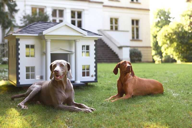 ᐉ породы собак подходящие для охраны частного дома - zoovet24.ru