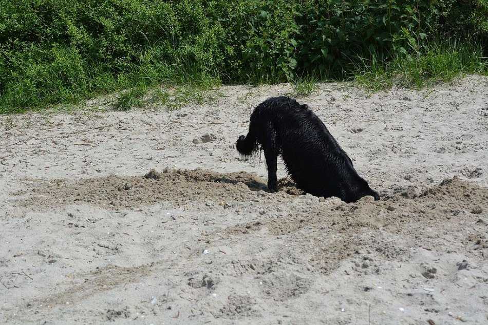 Почему алабай роет ямы во дворе. почему собака роет ямы во дворе: причины и способы их устранения