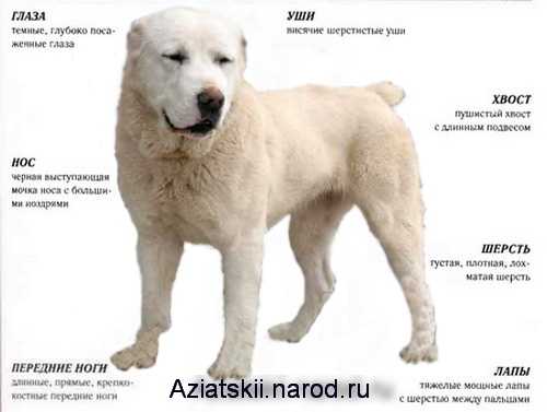 Среднеазиатская овчарка алабай: характеристика породы собак