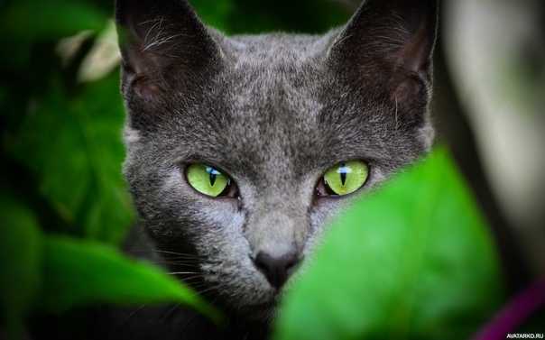 Сколько стоит порода кошек белые с разными глазами