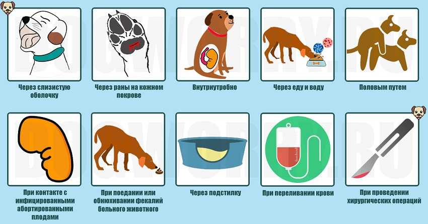 Собаки, симптомы болезней собак, проявление и причины возникновения