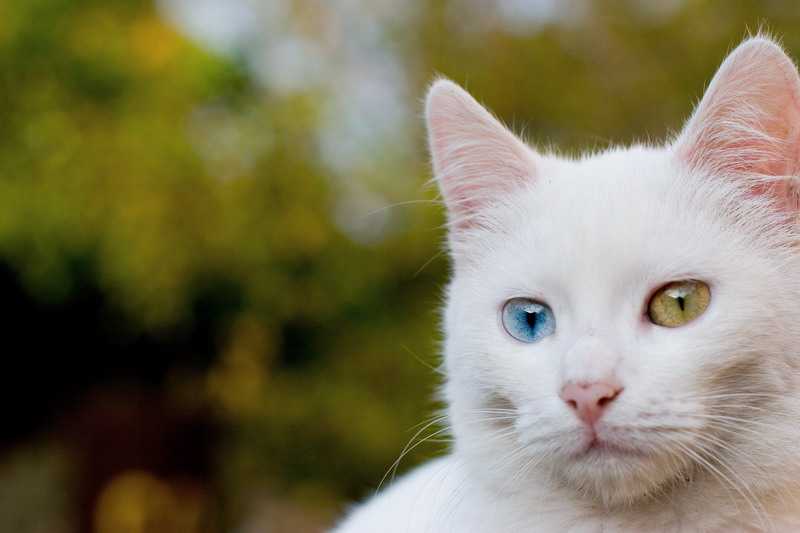 Все ли белые кошки – альбиносы, правда ли, что белоснежные коты с голубыми глазами всегда глухие?