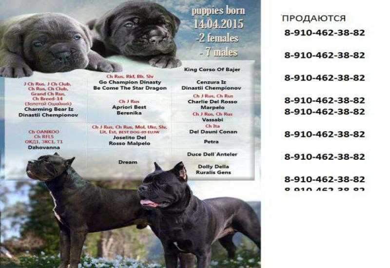 Кане корсо собака. описание, особенности, виды, уход, содержание и цена породы кане корсо