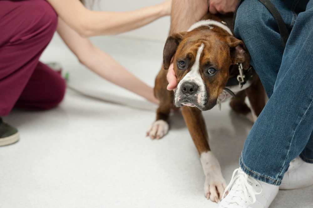 Что делать, если у собаки слабые задние лапы - noltrex в ветеринарии.